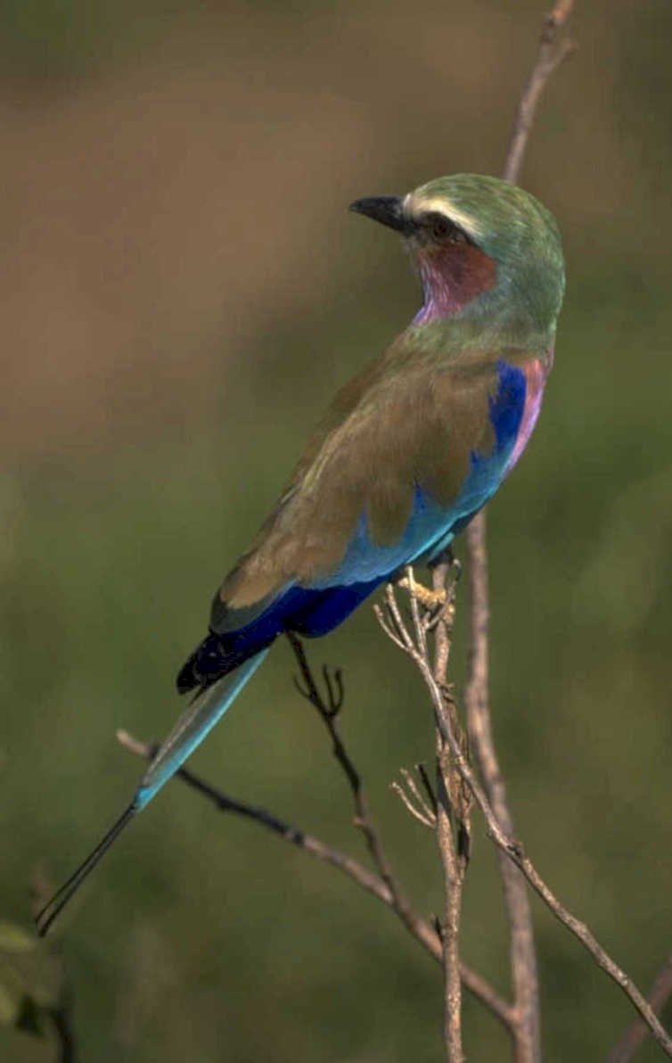 yellow headed dove 1980s 1990s A4 Photo Print