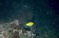yellow hemicentrotus seabed Vintage A4 Photo Print