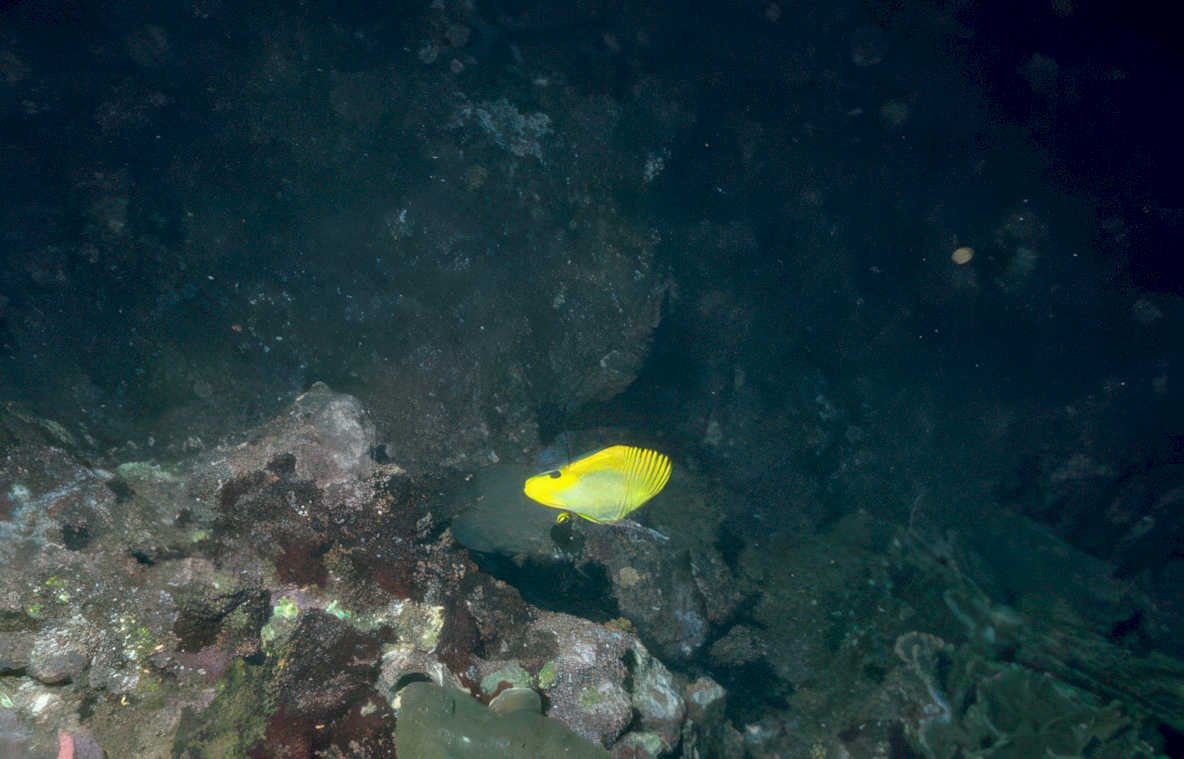 yellow hemicentrotus seabed Vintage A4 Photo Print
