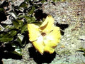 yellow hibiscus flower1980s 1990s A4 Photo Print 42