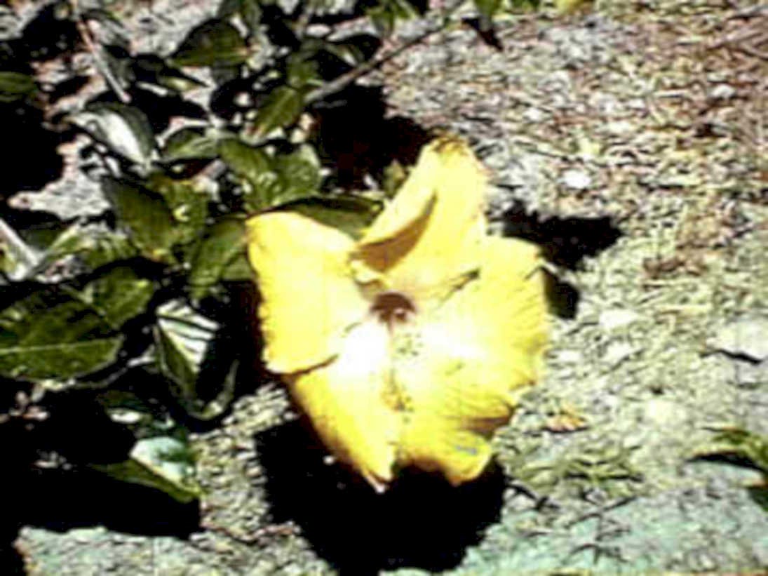 yellow hibiscus flower1980s 1990s A4 Photo Print 42