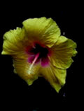 yellow hibiscus flower1980s 1990s A4 Photo Print