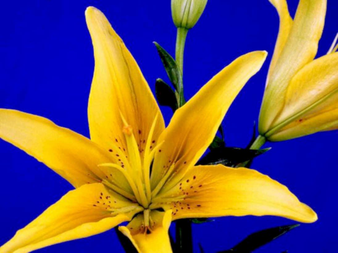 yellow lilies buds1980s 1990s A4 Photo Print