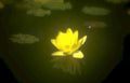 yellow lily pond GIGA Vintage A4 Photo Print