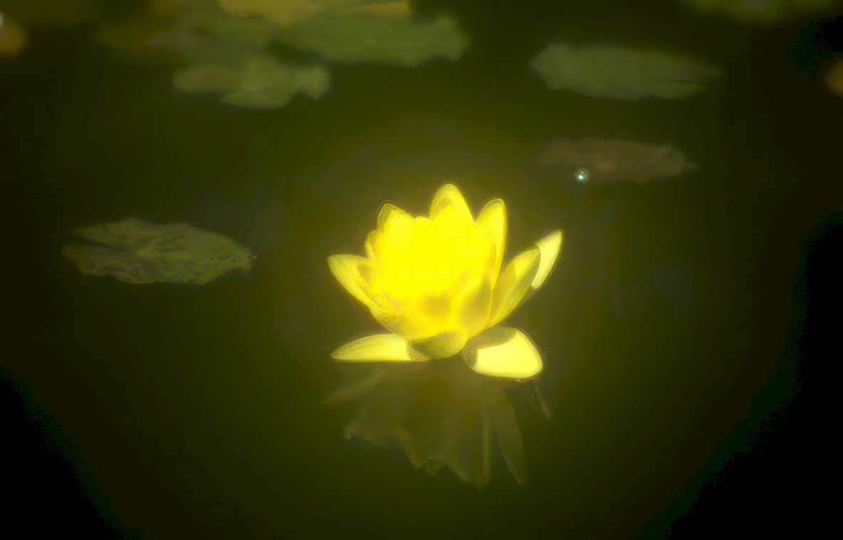 yellow lily pond Vintage A4 Photo Print