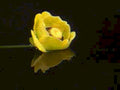 yellow lily reflection1980s 1990s A4 Photo Print