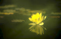 yellow lotus reflection GIGA 2