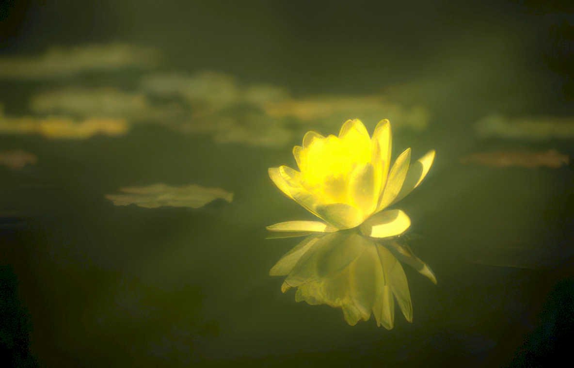 yellow lotus reflection GIGA 2