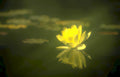 yellow lotus reflection GIGA Vintage A4 Photo Print