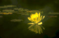 yellow lotus reflection Vintage A4 Photo Print