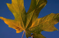 yellow maple leaf Vintage A4 Photo Print