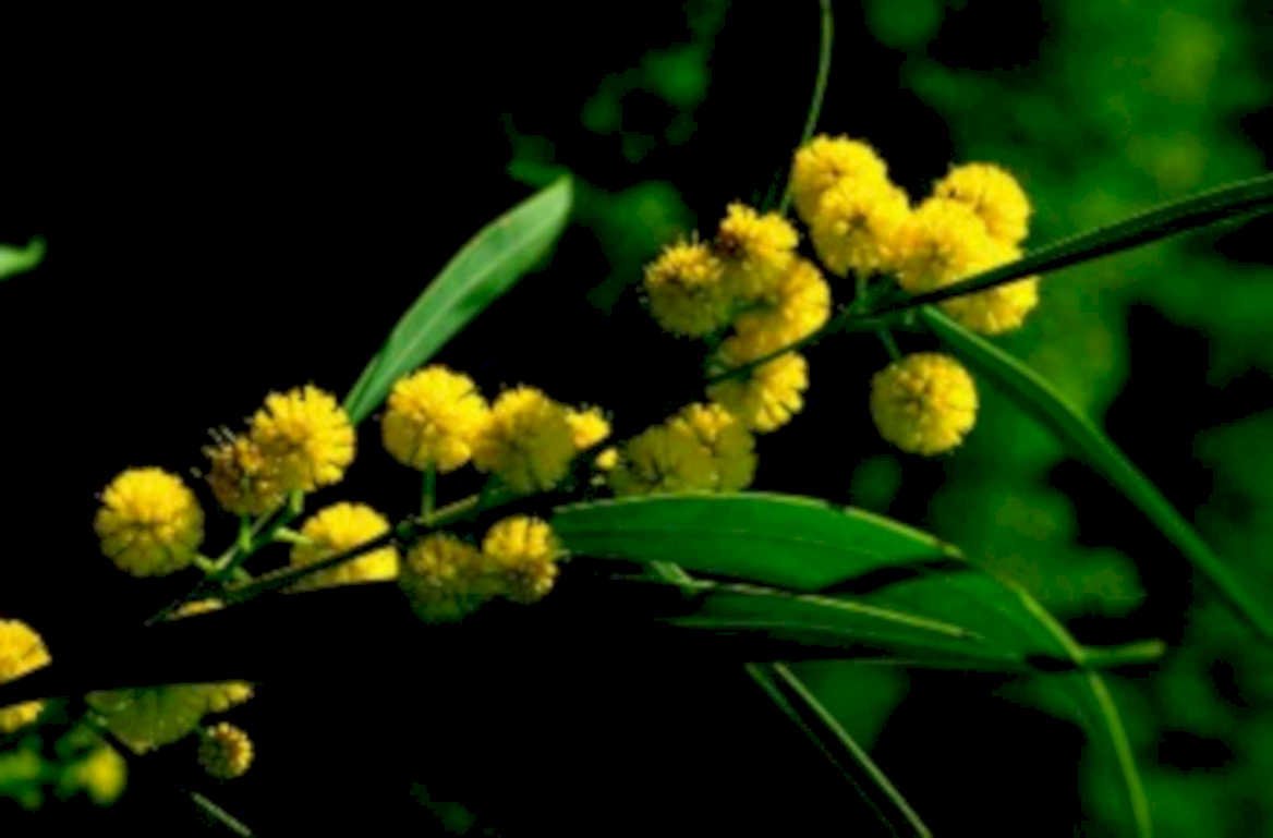 yellow mimosa flowers1980s 1990s A4 Photo Print