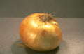 yellow onion root Vintage A4 Photo Print