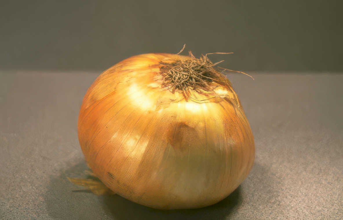 yellow onion root Vintage A4 Photo Print