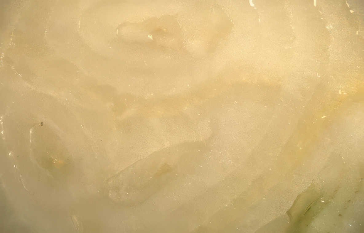 yellow onion slices Vintage A4 Photo Print