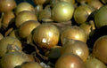 yellow onions pile Vintage A4 Photo Print