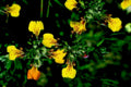 yellow orange wildflowers1980s 1990s A4 Photo Print