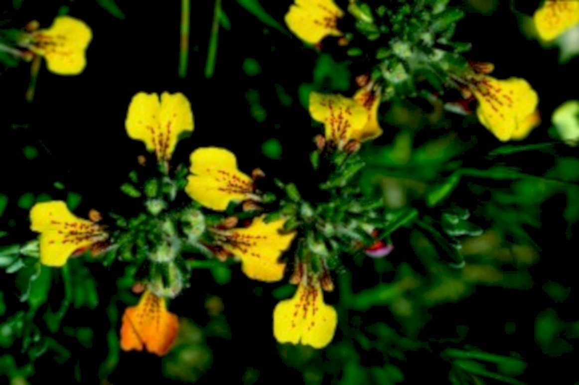 yellow orange wildflowers1980s 1990s A4 Photo Print