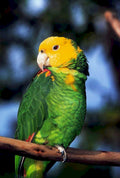yellow parrot branch1980s 1990s A4 Photo Print