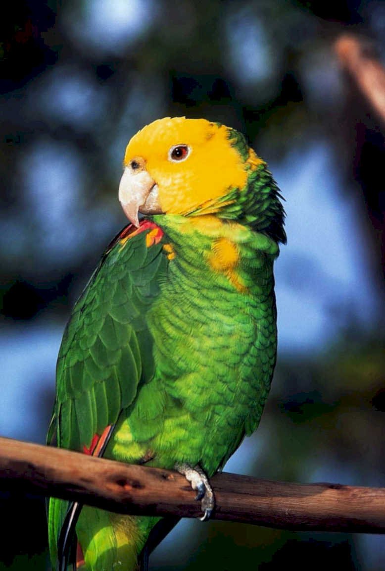 yellow parrot branch1980s 1990s A4 Photo Print