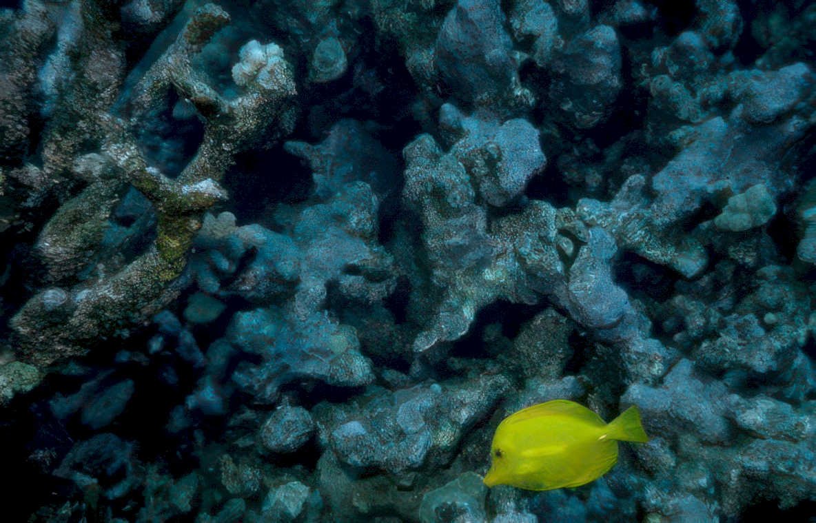 yellow parrotfish reef Vintage A4 Photo Print
