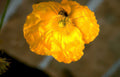 yellow poppy bee Vintage A4 Photo Print