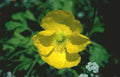 yellow poppy flower Vintage A4 Photo Print