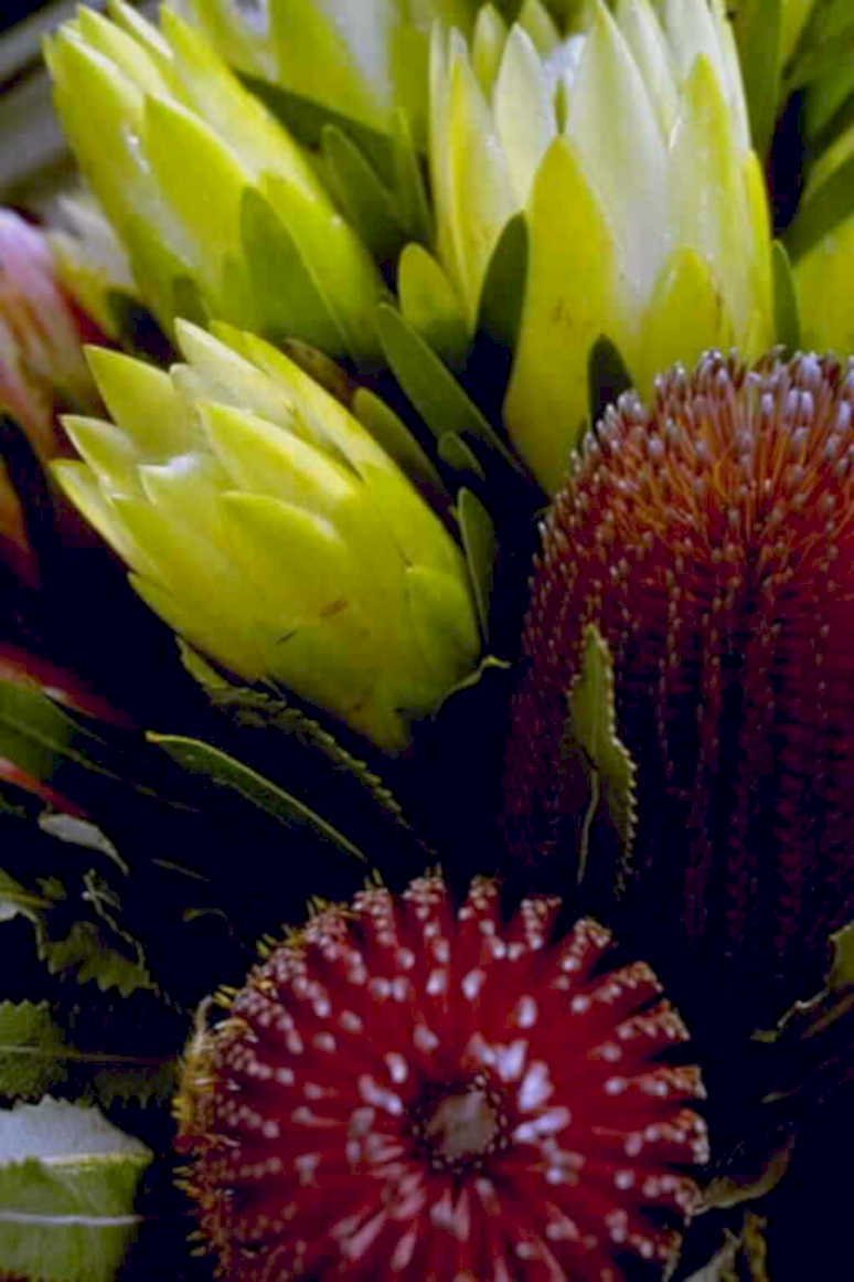 yellow protea red1980s 1990s A4 Photo Print