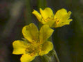 yellow ranunculus flowers1980s 1990s A4 Photo Print 42