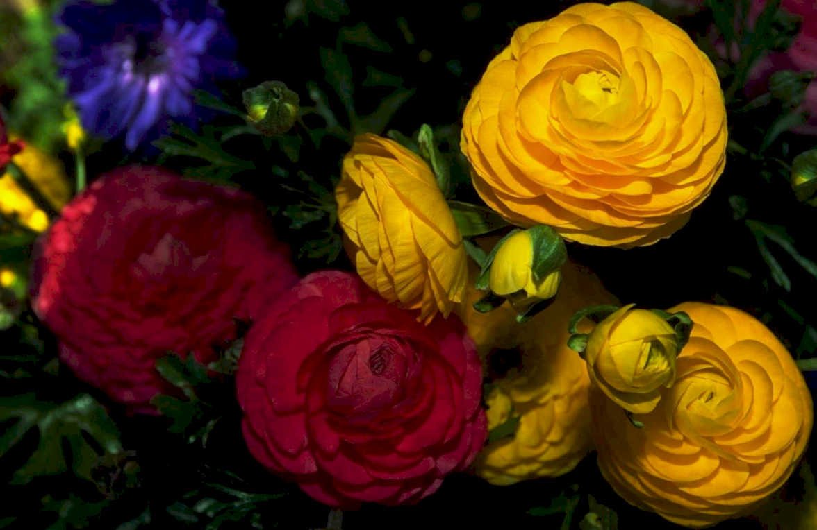 yellow ranunculus flowers1980s 1990s A4 Photo Print