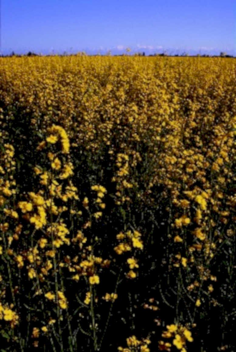yellow rapeseed mountains1980s 1990s A4 Photo Print