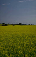 yellow rapeseed turbine 1980s 1990s A4 Photo Print
