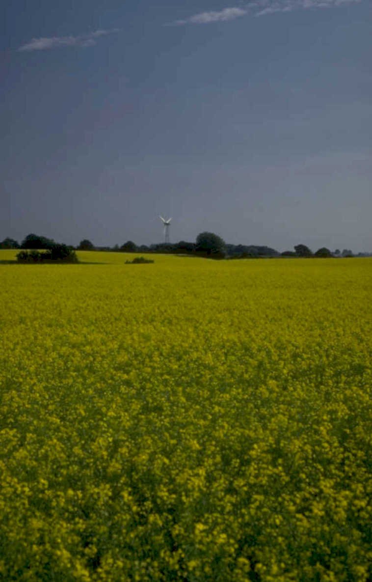 yellow rapeseed turbine 1980s 1990s A4 Photo Print