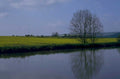 yellow rapeseed water 1980s 1990s A4 Photo Print
