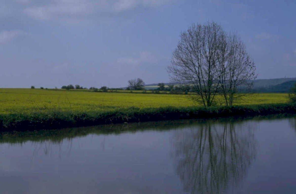 yellow rapeseed water 1980s 1990s A4 Photo Print