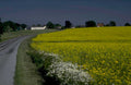yellow rapscrop farmhouse 1 1980s 1990s A4 Photo Print