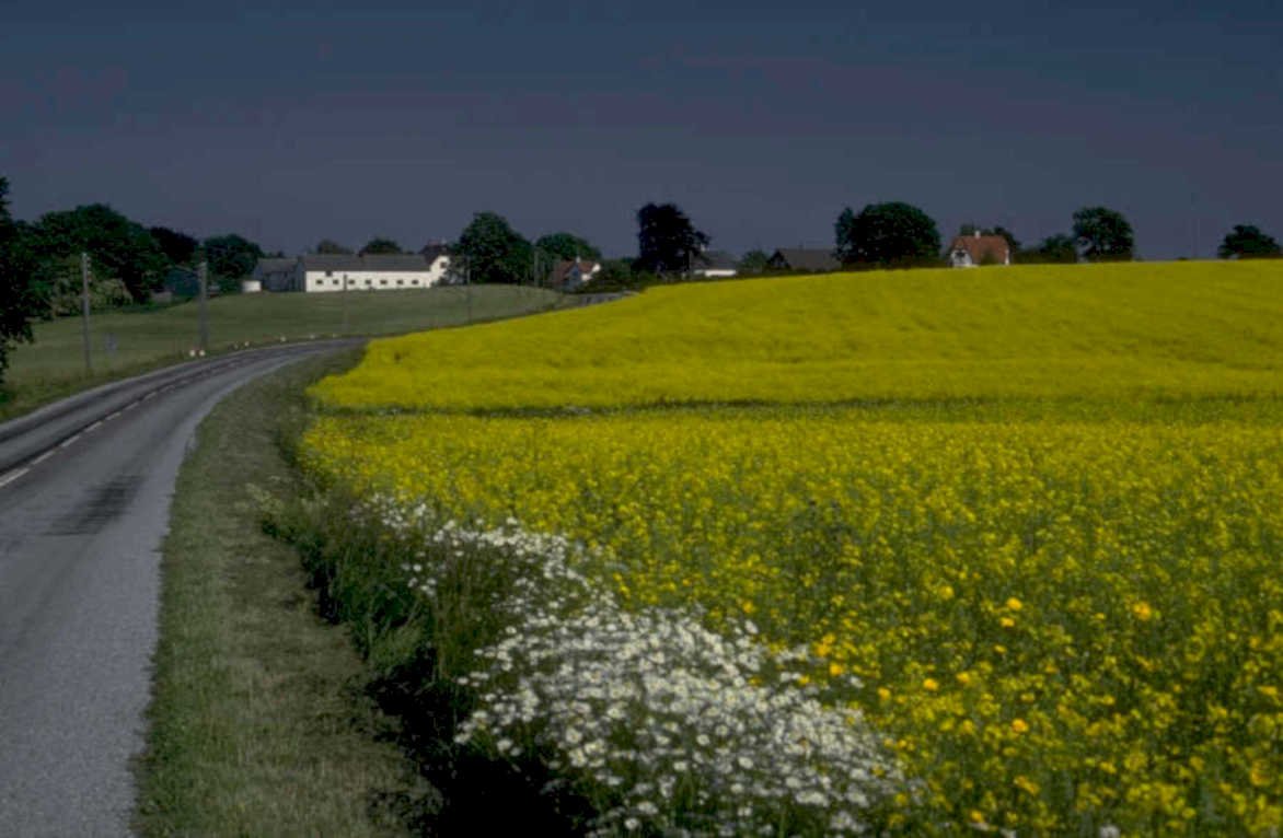 yellow rapscrop farmhouse 1 1980s 1990s A4 Photo Print