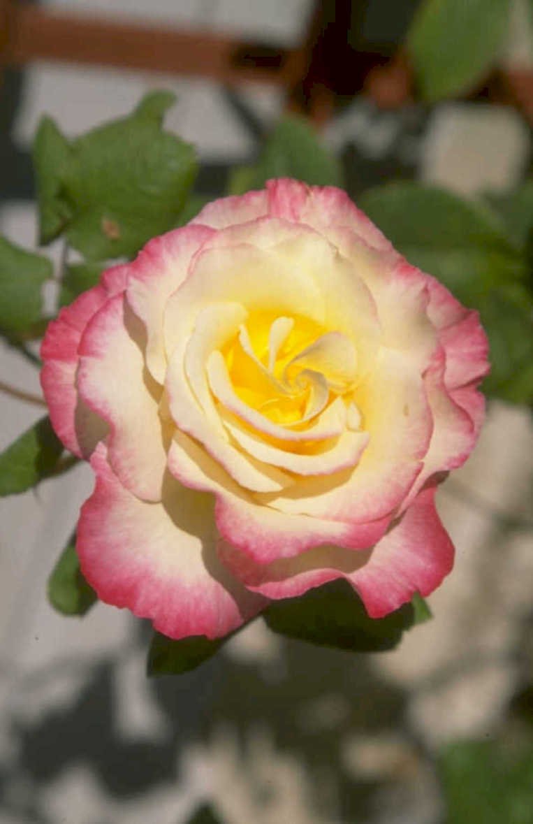 yellow rose bloom 1980s 1990s A4 Photo Print