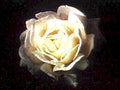 yellow rose bloom1980s 1990s A4 Photo Print