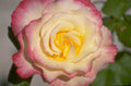yellow rose shadow 1980s 1990s A4 Photo Print