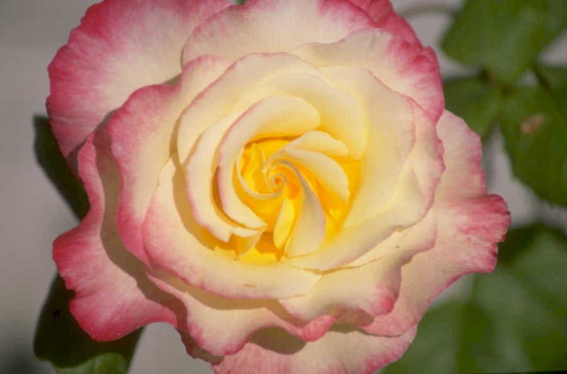 yellow rose shadow 1980s 1990s A4 Photo Print