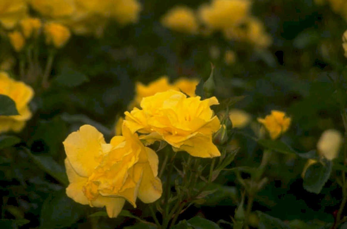 yellow roses garden 1980s 1990s A4 Photo Print