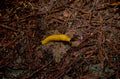 yellow slug forest 1980s 1990s A4 Photo Print