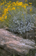 yellow sunflower rocks 1980s 1990s A4 Photo Print