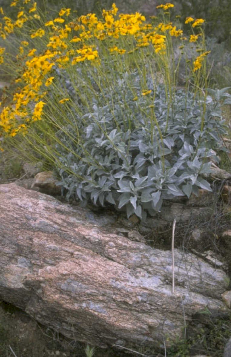 yellow sunflower rocks 1980s 1990s A4 Photo Print