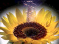 yellow sunflower seeds1980s 1990s A4 Photo Print