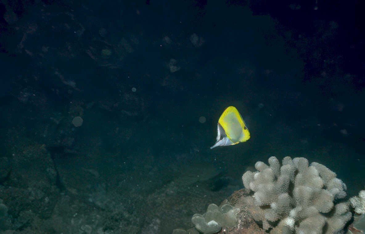 yellow tang brain Vintage A4 Photo Print