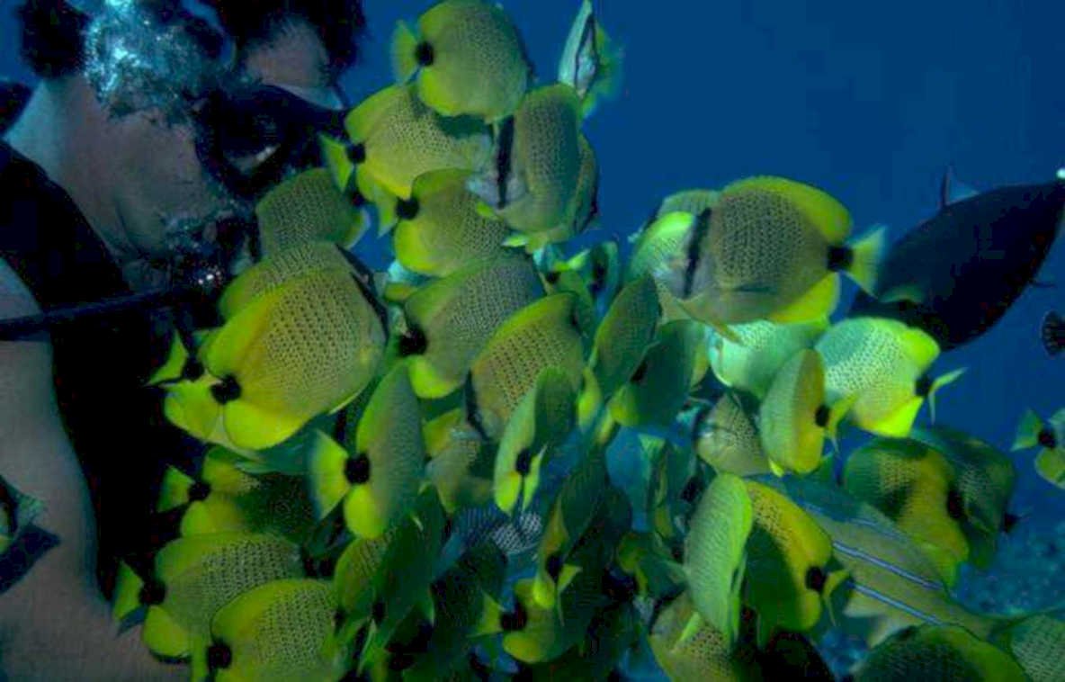 yellow tang fish 1980s 1990s A4 Photo Print