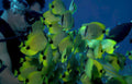yellow tang fish Vintage A4 Photo Print