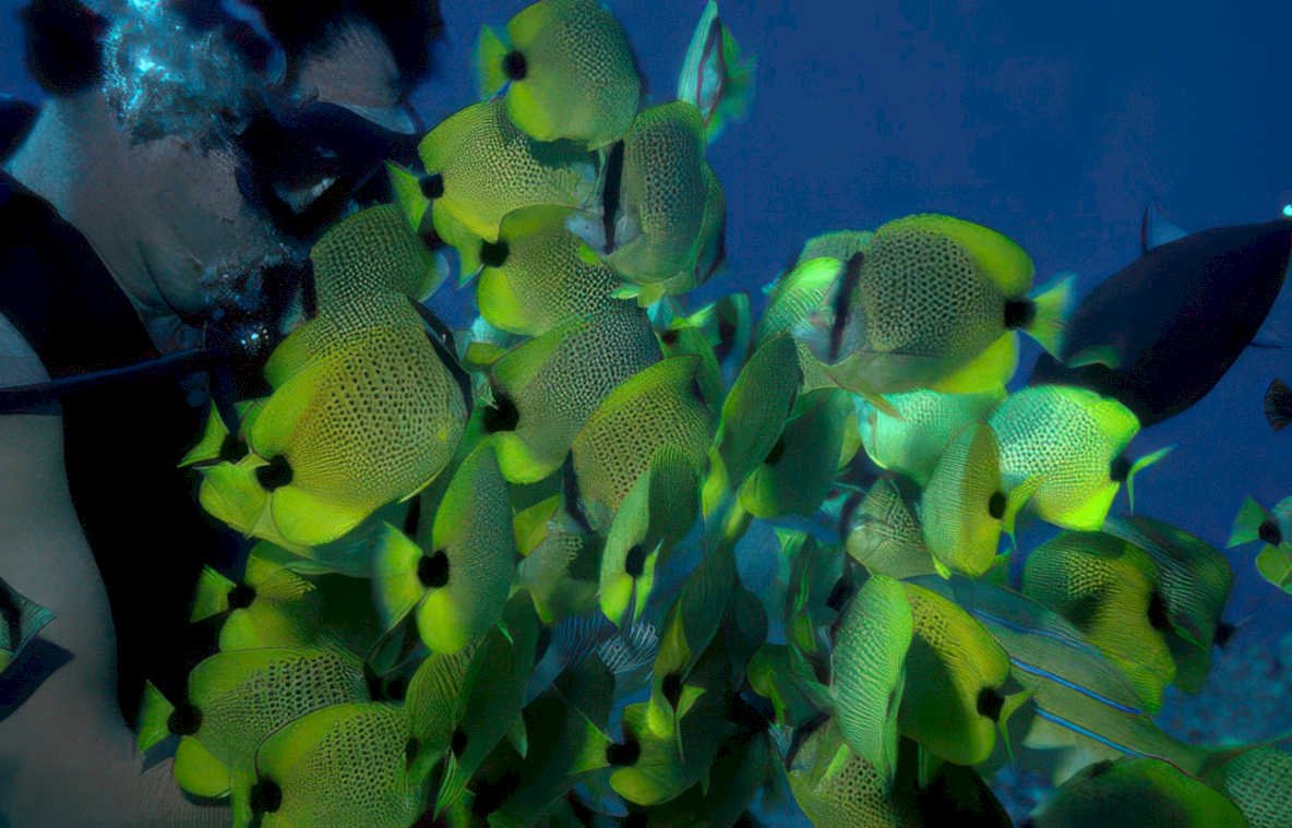 yellow tang fish Vintage A4 Photo Print